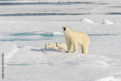 Polar bear mother  Ursus maritimus  and twin cubs on the pack ic