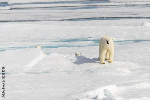 Polar bear mother (Ursus maritimus) and twin cubs on the pack ic