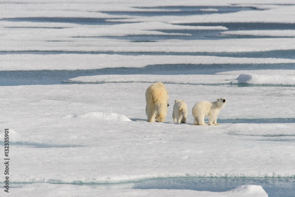 Polar bear mother (Ursus maritimus) and twin cubs on the pack ic Polar bear mother (Ursus maritimus) and twin cubs on the pack ic