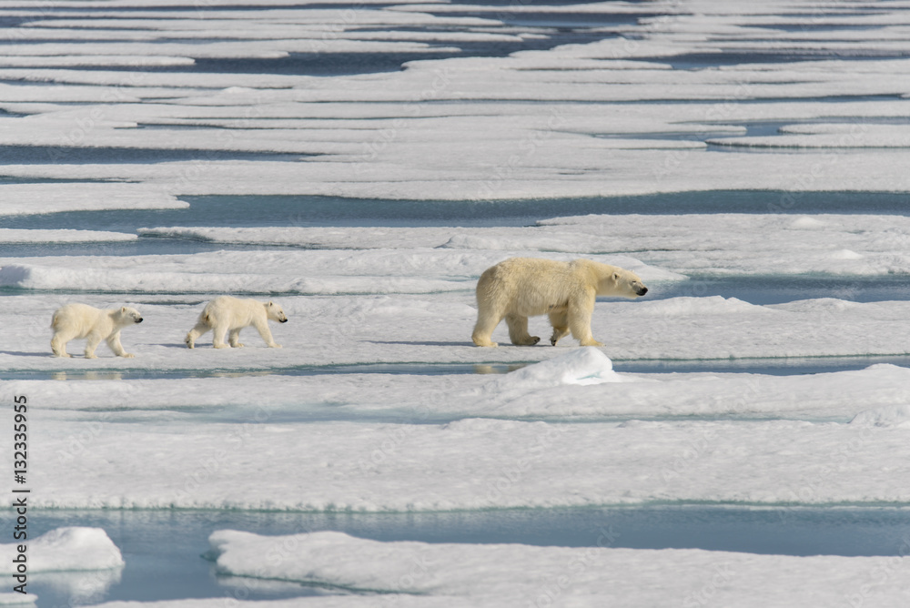 Polar bear mother (Ursus maritimus) and twin cubs on the pack ic Polar bear mother (Ursus maritimus) and twin cubs on the pack ic