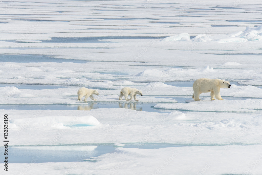 Polar bear mother (Ursus maritimus) and twin cubs on the pack ic Polar bear mother (Ursus maritimus) and twin cubs on the pack ic