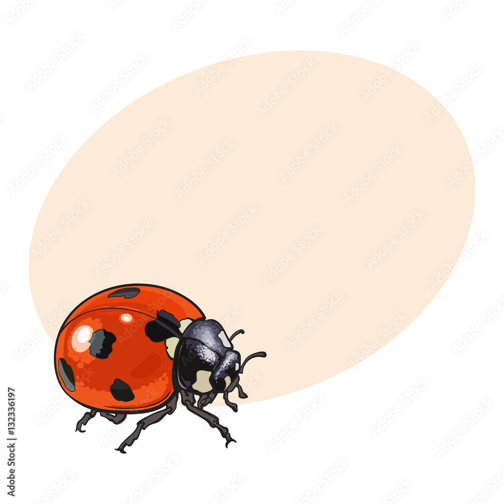 Red ladybug, ladybird with black spots, sketch illustration isolated on  background with place for text. color realistic hand drawing of ladybug or  ladybird on white background Stock Vector | Adobe Stock