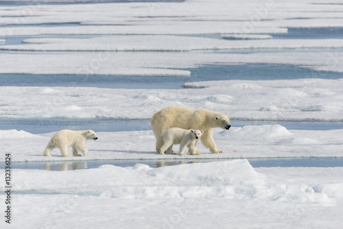 Polar bear mother (Ursus maritimus) and twin cubs on the pack ic © Alexey Seafarer