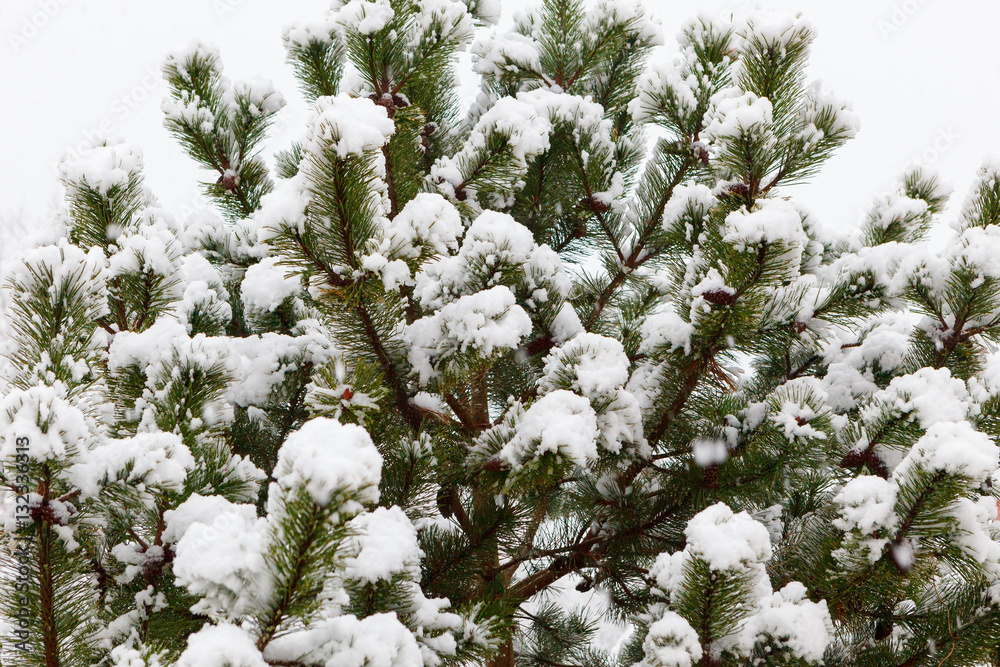 Pine covered with snow during the winter snowfall