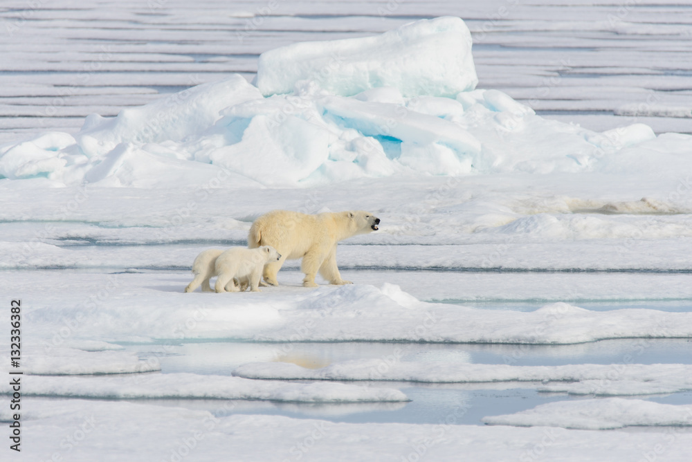 Polar bear mother (Ursus maritimus) and twin cubs on the pack ic Polar bear mother (Ursus maritimus) and twin cubs on the pack ic