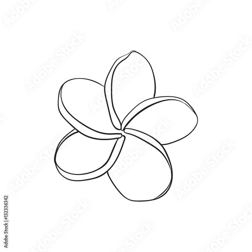 Single plumeria, frangipani tropical flower, sketch style vector illustration isolated on white background. realistic hand drawing of exotic, tropical frangipani or plumeria