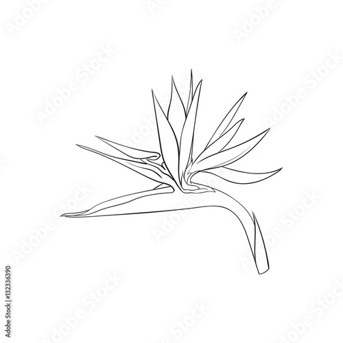 Single bird of paradise, strelizia tropical flower, sketch style vector illustration isolated on white background. realistic hand drawing of strelizia flower, outdoor and house plant