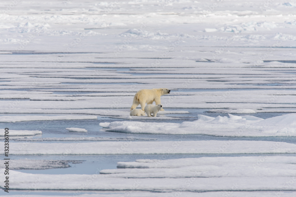 Polar bear mother (Ursus maritimus) and twin cubs on the pack ic Polar bear mother (Ursus maritimus) and twin cubs on the pack ic