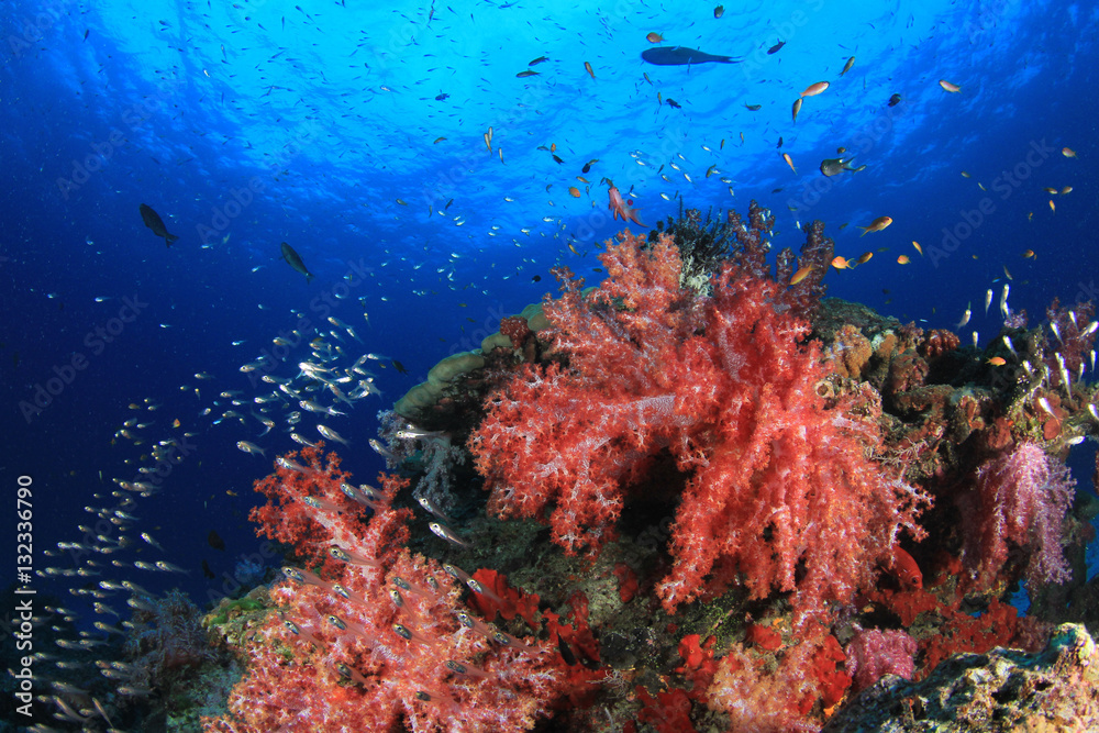 Underwater coral reef and fish in ocean Underwater coral reef and fish in ocean