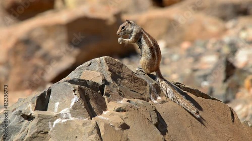 barbary ground squirrel eat and watch 11157
