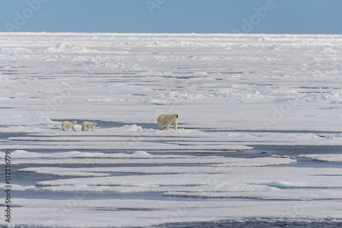 Polar bear mother (Ursus maritimus) and twin cubs on the pack ic photo