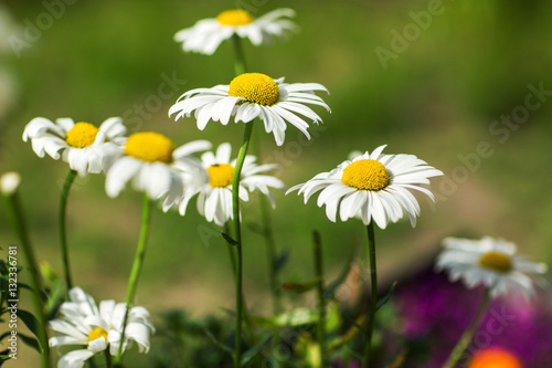 Flowering. Chamomile.