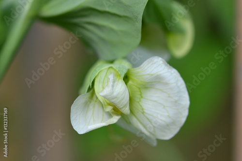 Bohnenblüte Makro