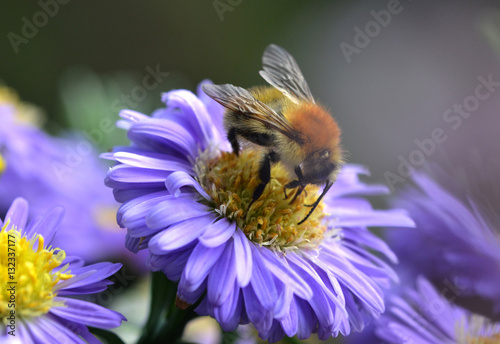 Hummel auf Aster