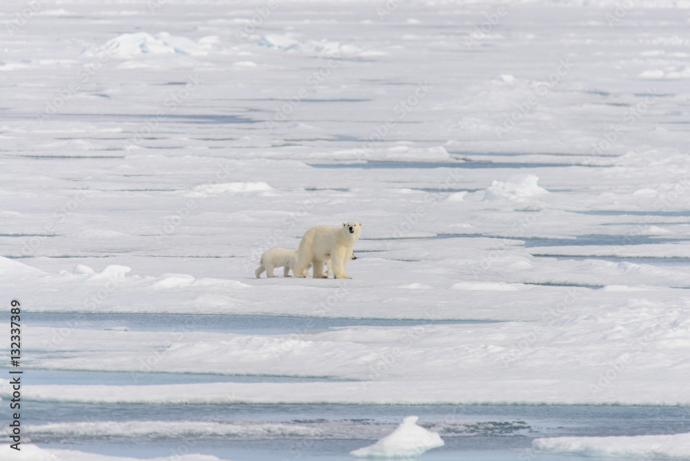 Polar bear mother (Ursus maritimus) and twin cubs on the pack ic Polar bear mother (Ursus maritimus) and twin cubs on the pack ic