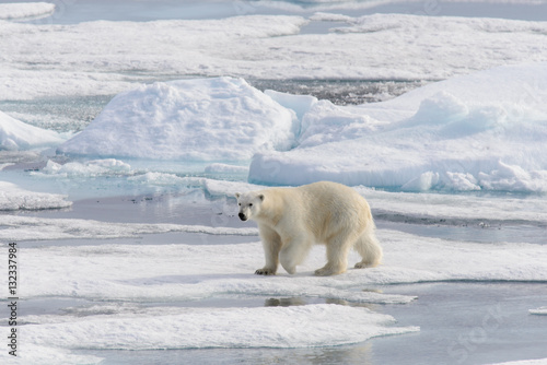 Polar bear  Ursus maritimus  on the pack  ice north of Spitsberg