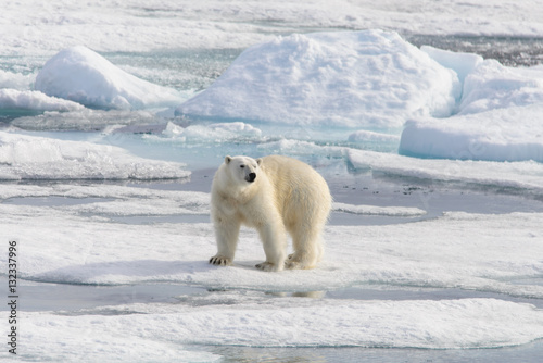 Polar bear (Ursus maritimus) on the pack ice north of Spitsberg