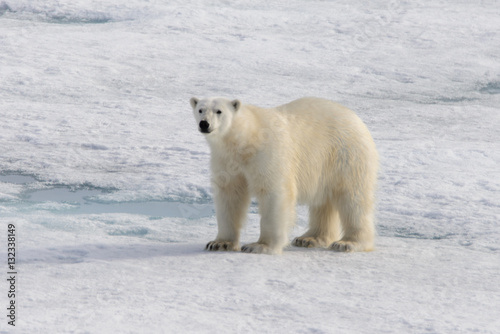 Polar bear (Ursus maritimus) on the pack ice north of Spitsberg