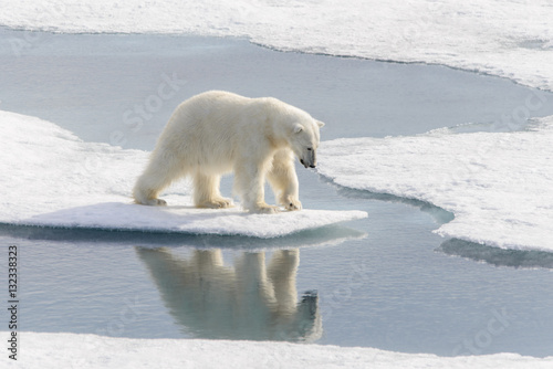 Polar bear (Ursus maritimus) on the pack ice north of Spitsberg