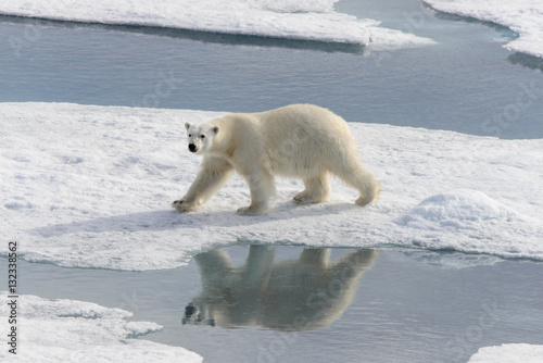 Polar bear (Ursus maritimus) on the pack ice north of Spitsberg