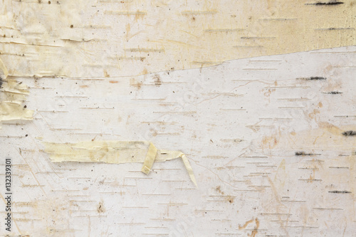 Birch tree bark background