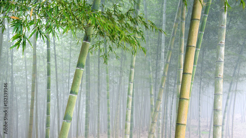 bamboo grove under heavy veil of fog.