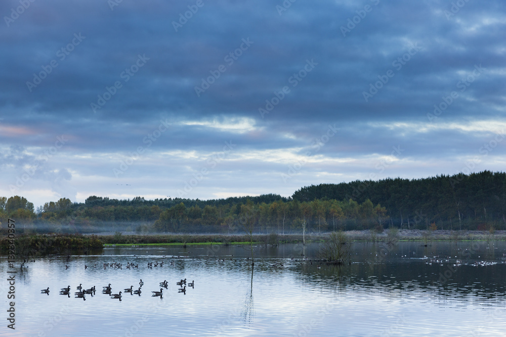 Fototapeta premium birds in the lake