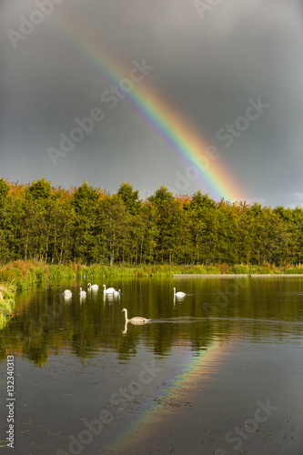 swan in the water and a rainbow