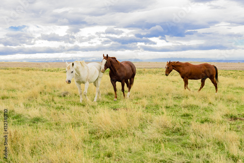 Horses On The Range © Pete