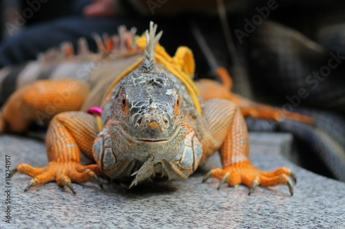 common Iguanas is a genus of omnivorous lizards native to tropic