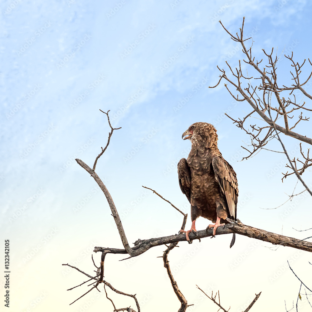 Juvenile Bateleur eagle perched on a dead tree Juvenile Bateleur eagle perched on a dead tree