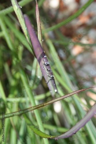 dragonfly on a branch