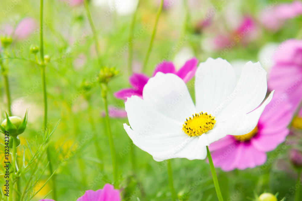 Cosmos flowers in the park , Beautiful flowers in the garden, co Cosmos flowers in the park , Beautiful flowers in the garden, co