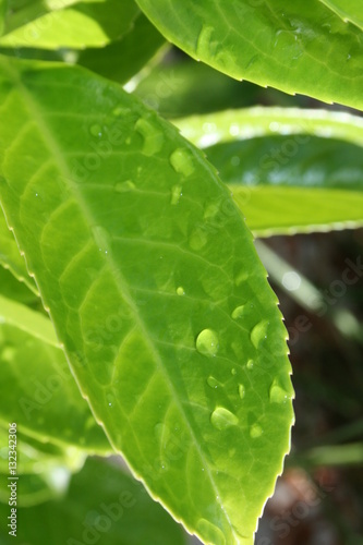 green leaf with water drops