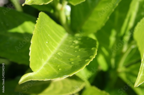 leaf with drops