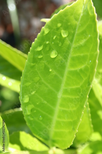 leaf with water drops