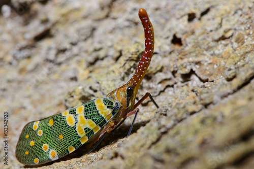 Colorful insect, Cicada or Lanternfly ( Pyrops candelaria ) insect on tree in nature photo