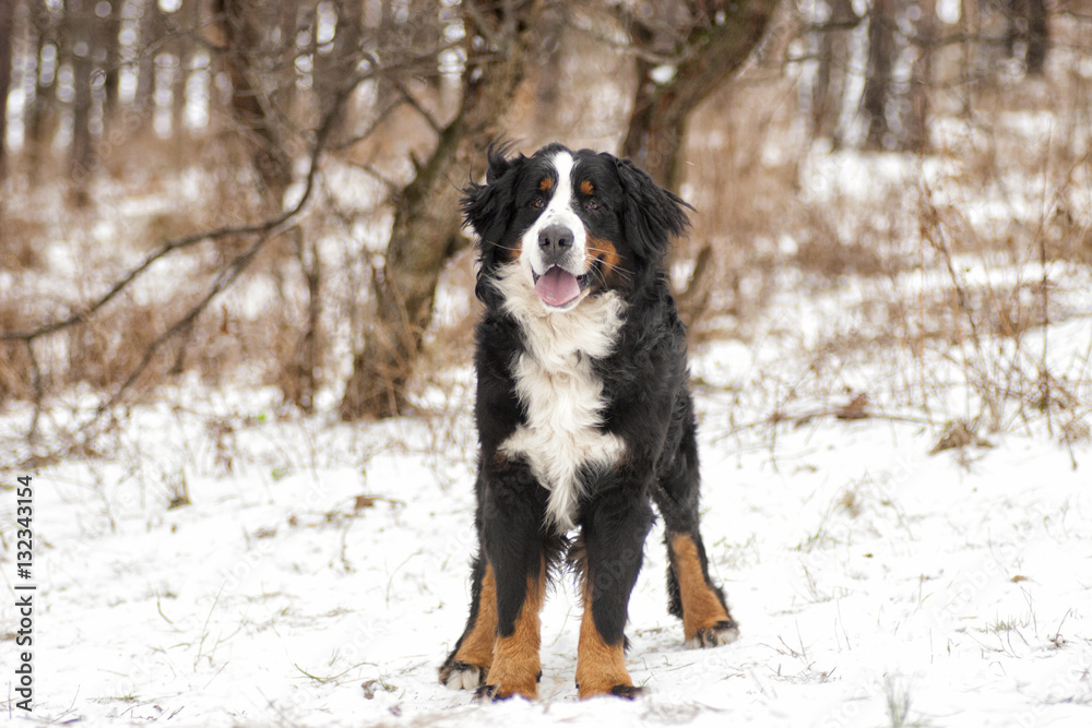 Bernese Mountain Dog outdoors, winter walk