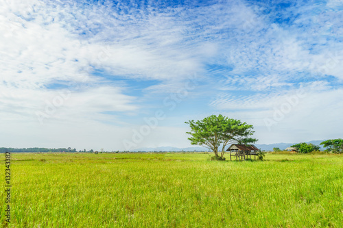 Rice fields summer Landscape Lonely Tree and farmer hut with cloudy blue sky in PHRAE,THAILAND.