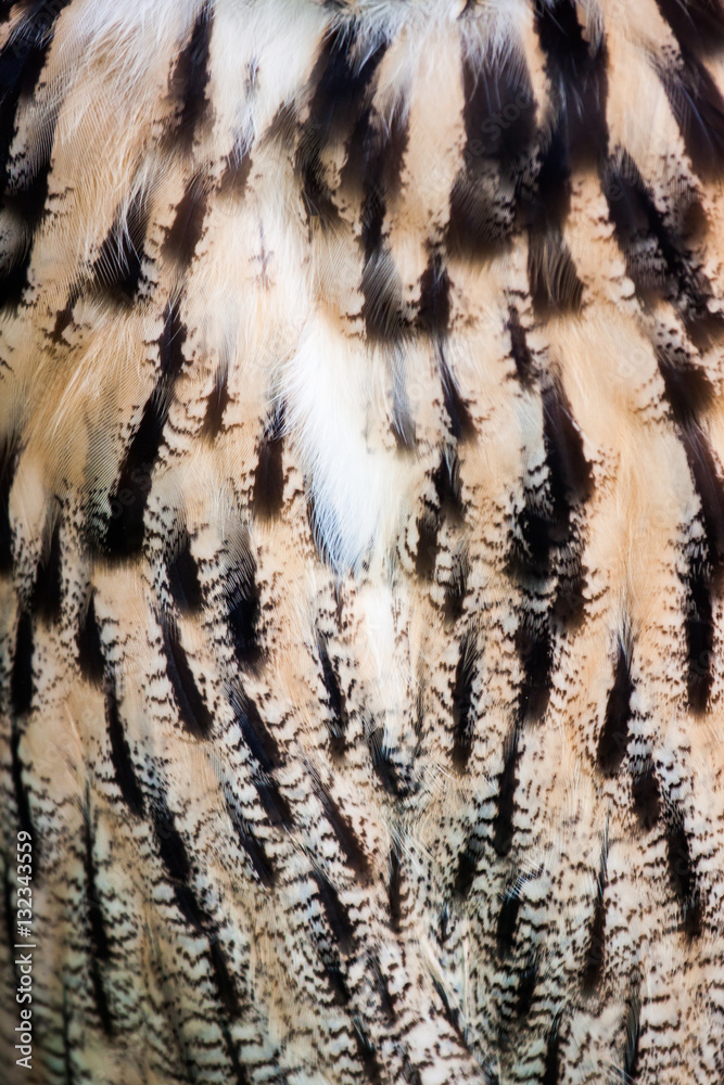 Naklejka premium Patterns of owl feathers