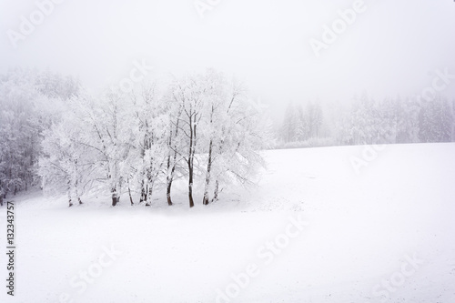 Snowy and frozen landscape of forests