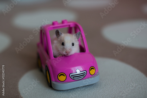 cute hamster riding in a pink car, favorite  pet