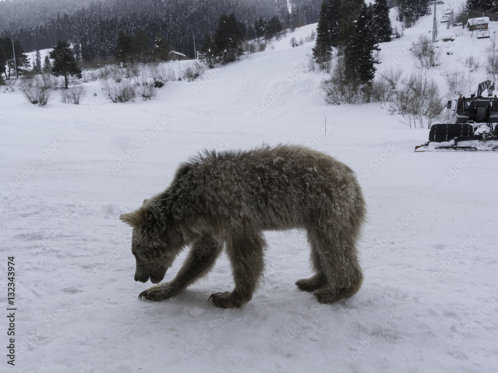 Obraz premium Winter in Greater Caucasus Mountains. Two Brown bear cubs playing. Georgia (country). Mestia ski resort. Svaneti (Svanetia) region of Georgia.