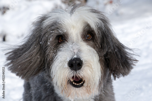 Bearded Collie dog in snow © Jackie