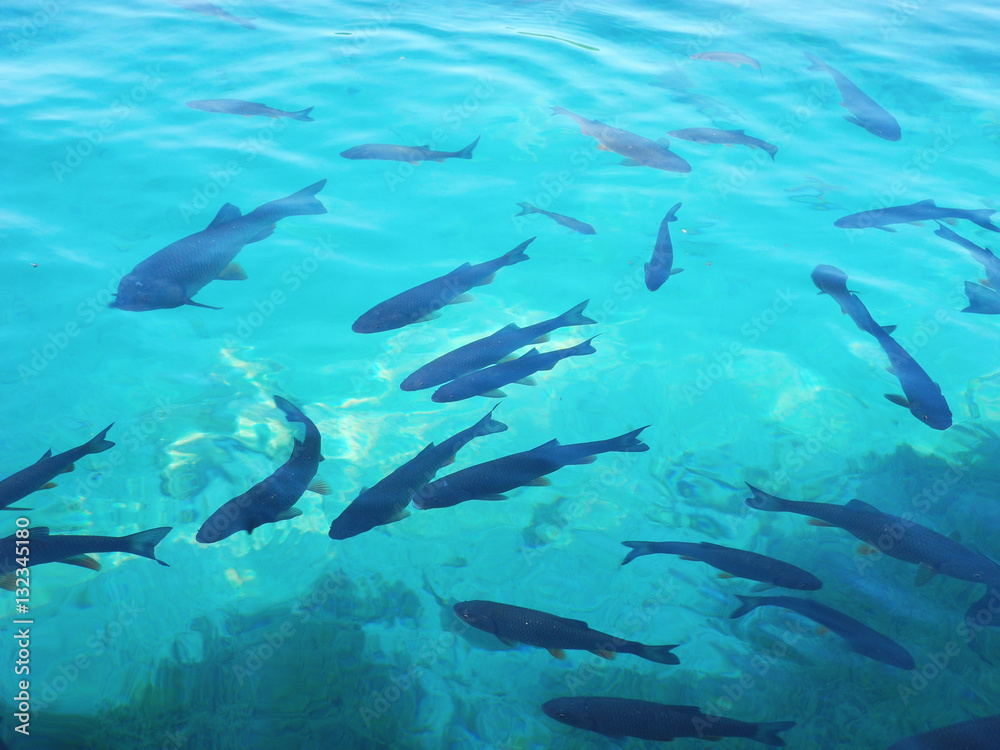 Fishes at the pure lake. Fishes at the pure lake.