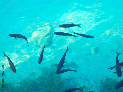 Fishes at the pure lake.