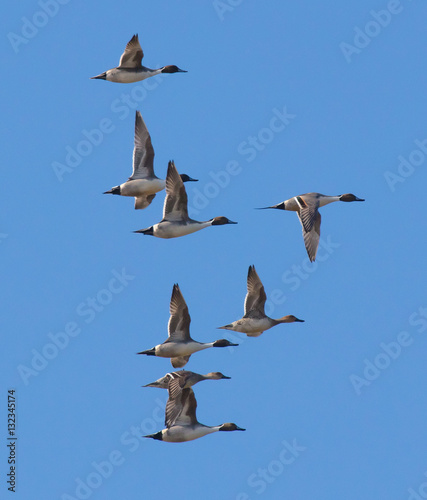 Northern Pintails in Flight