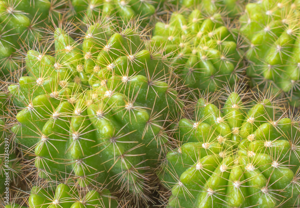 Various cactus plants;Green Cactus closeup. Green San Pedro Cact Various cactus plants;Green Cactus closeup. Green San Pedro Cact