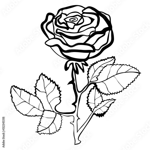 Vector illustration of rose black and white