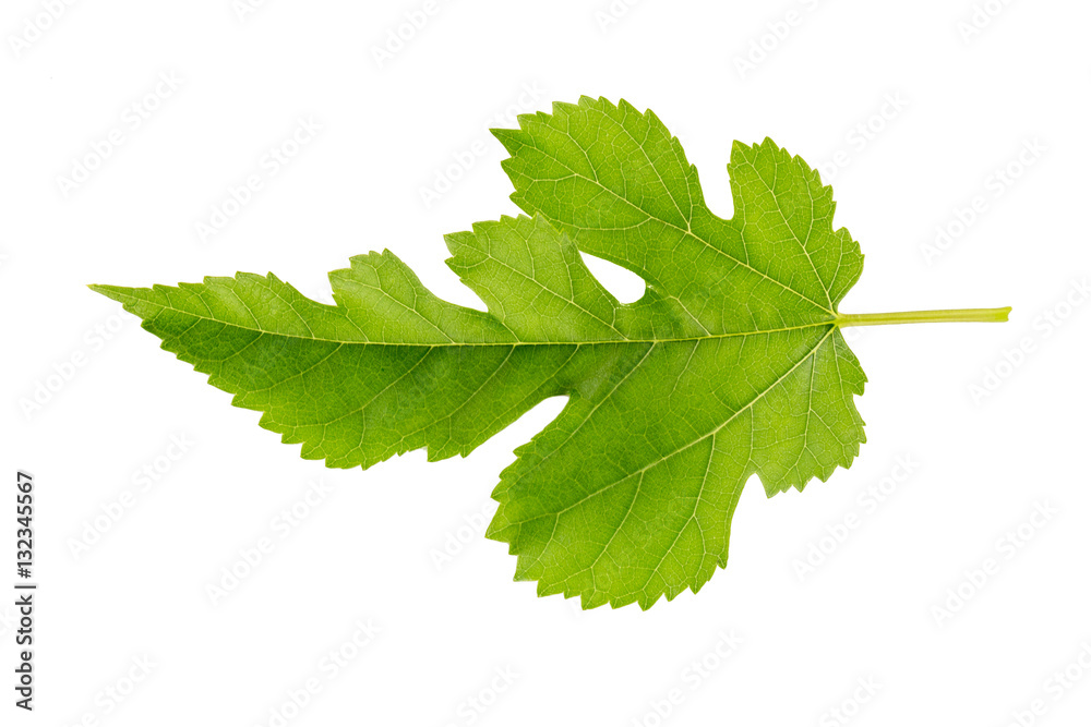 Mulberry leaf isolated on a white background. Herbarium series. Mulberry leaf isolated on a white background. Herbarium series.